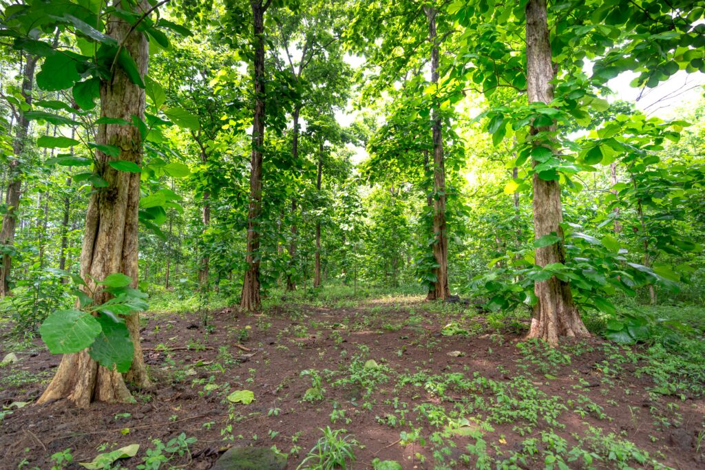 Vibrant green forest filled with tall teak trees, showcasing dense foliage and tranquility.