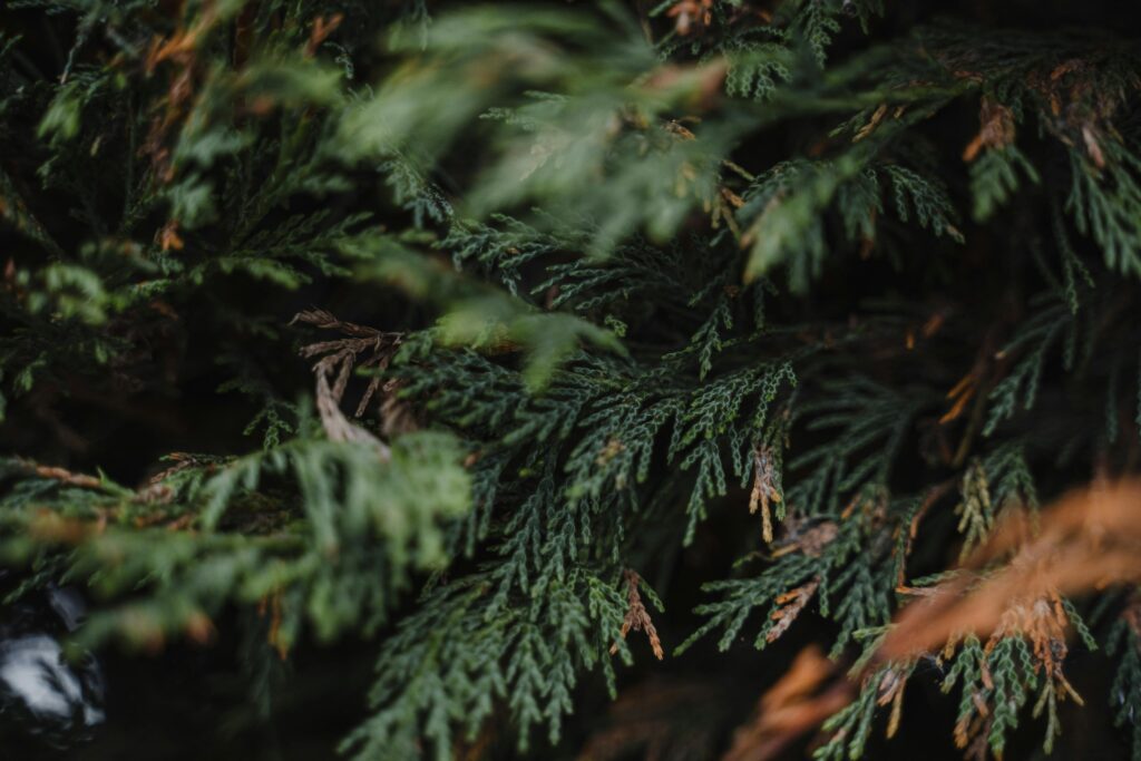 Fresh verdant branches of thuja growing in urban park in daytime in summer